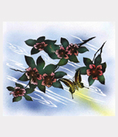 ��ʂ̉ԉe